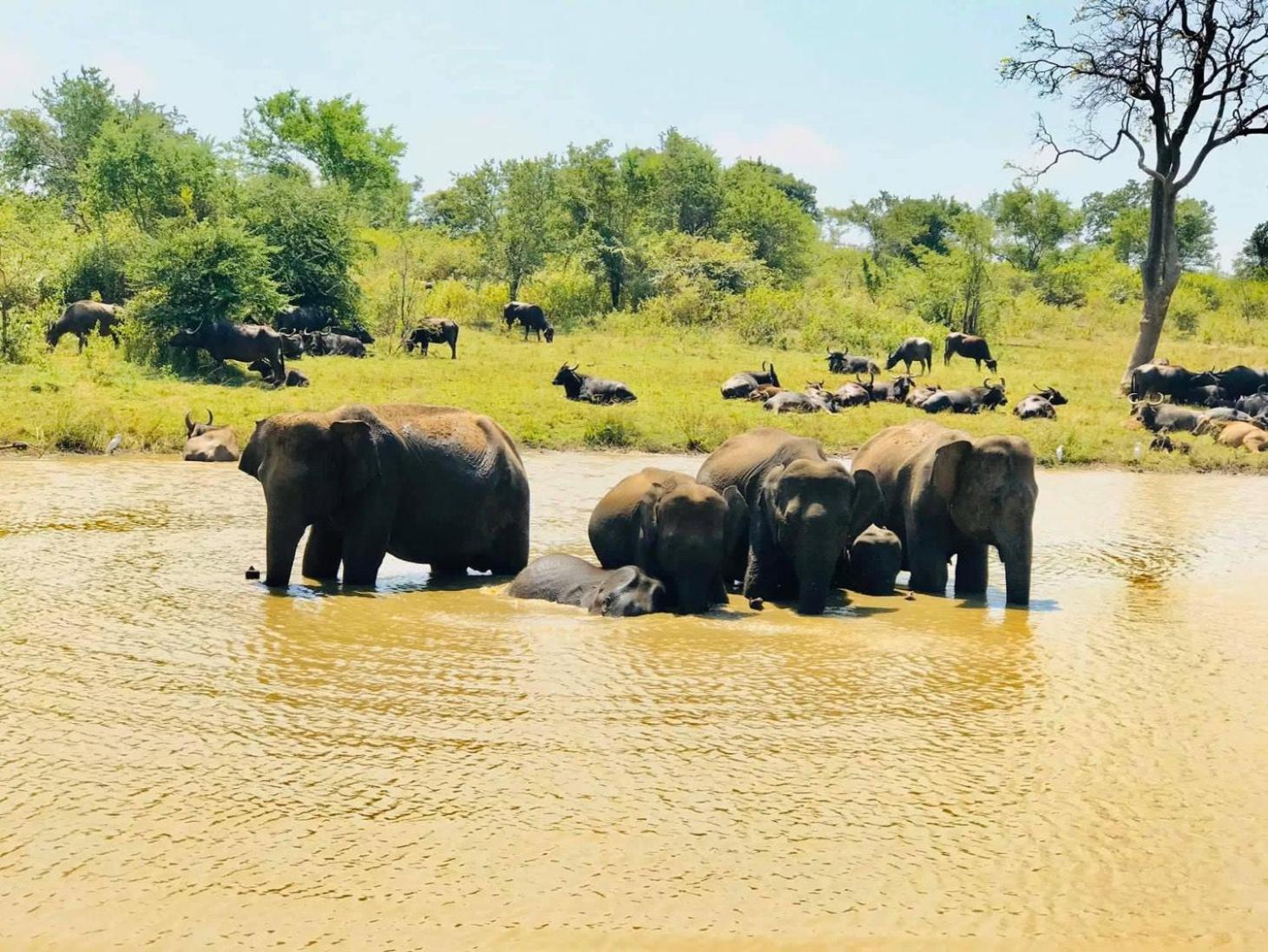 Wild Heaven Udawalawe Ξενοδοχείο Εξωτερικό φωτογραφία