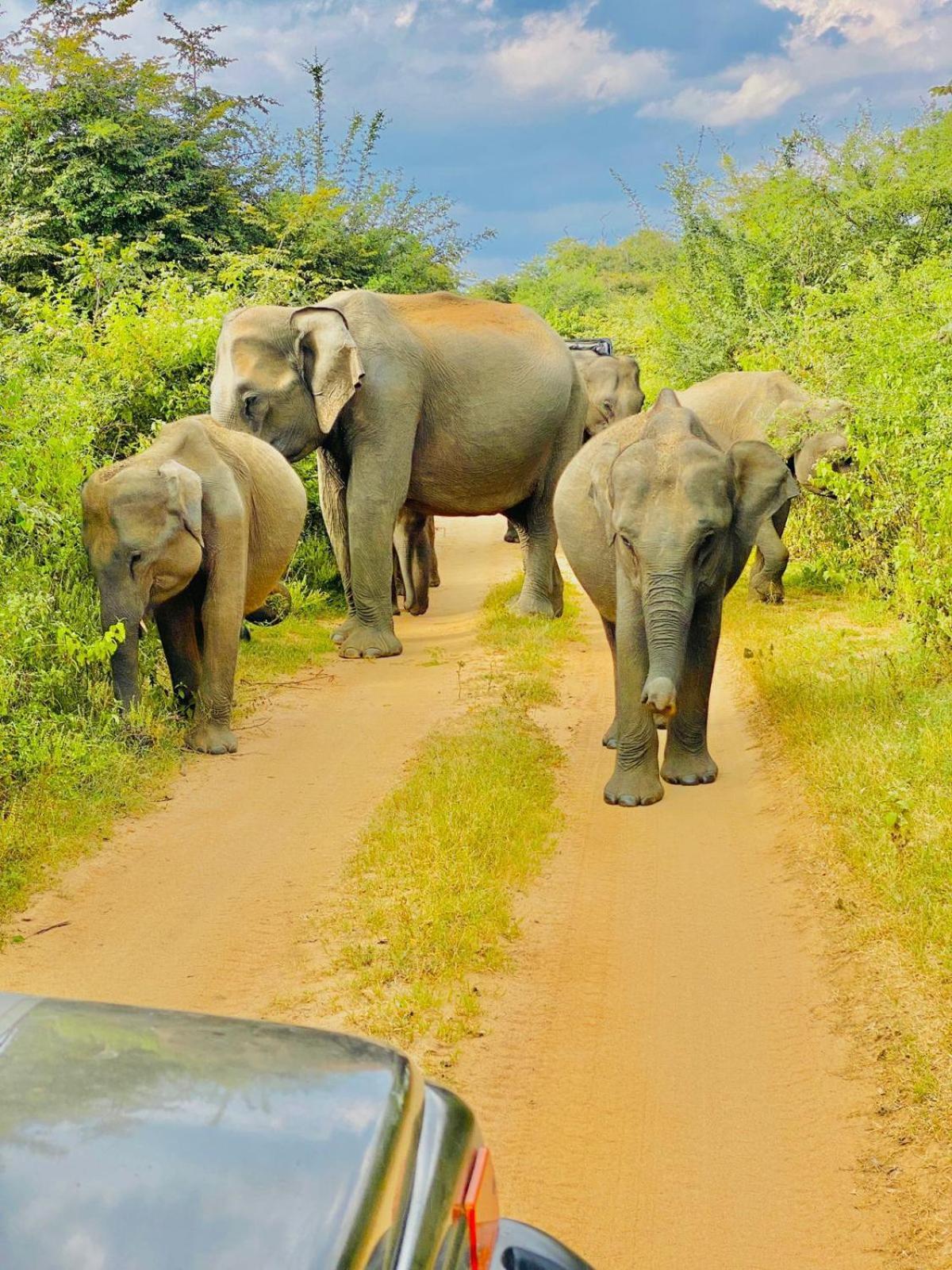 Wild Heaven Udawalawe Ξενοδοχείο Εξωτερικό φωτογραφία
