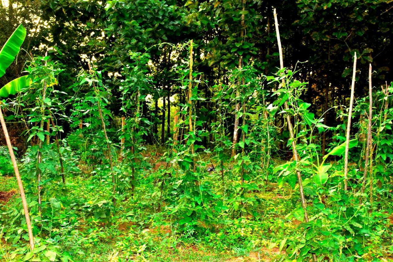 Wild Heaven Udawalawe Ξενοδοχείο Εξωτερικό φωτογραφία